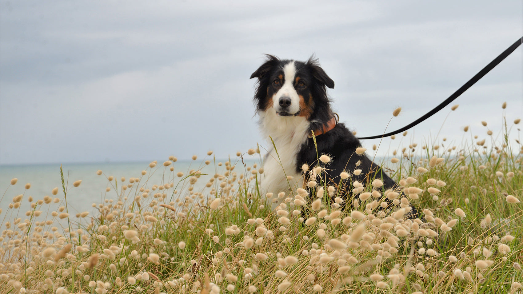 Accessoires pour chien